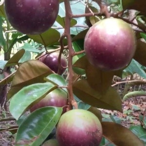 Large Caimito Purple,  Star Apple,  Chrysophyllum Caimito Tree in 3 gallon pot, grafted,  No Ship to AK and HI