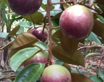 Large Caimito Purple,  Star Apple,  Chrysophyllum cainito in 3 gallon pot, grafted