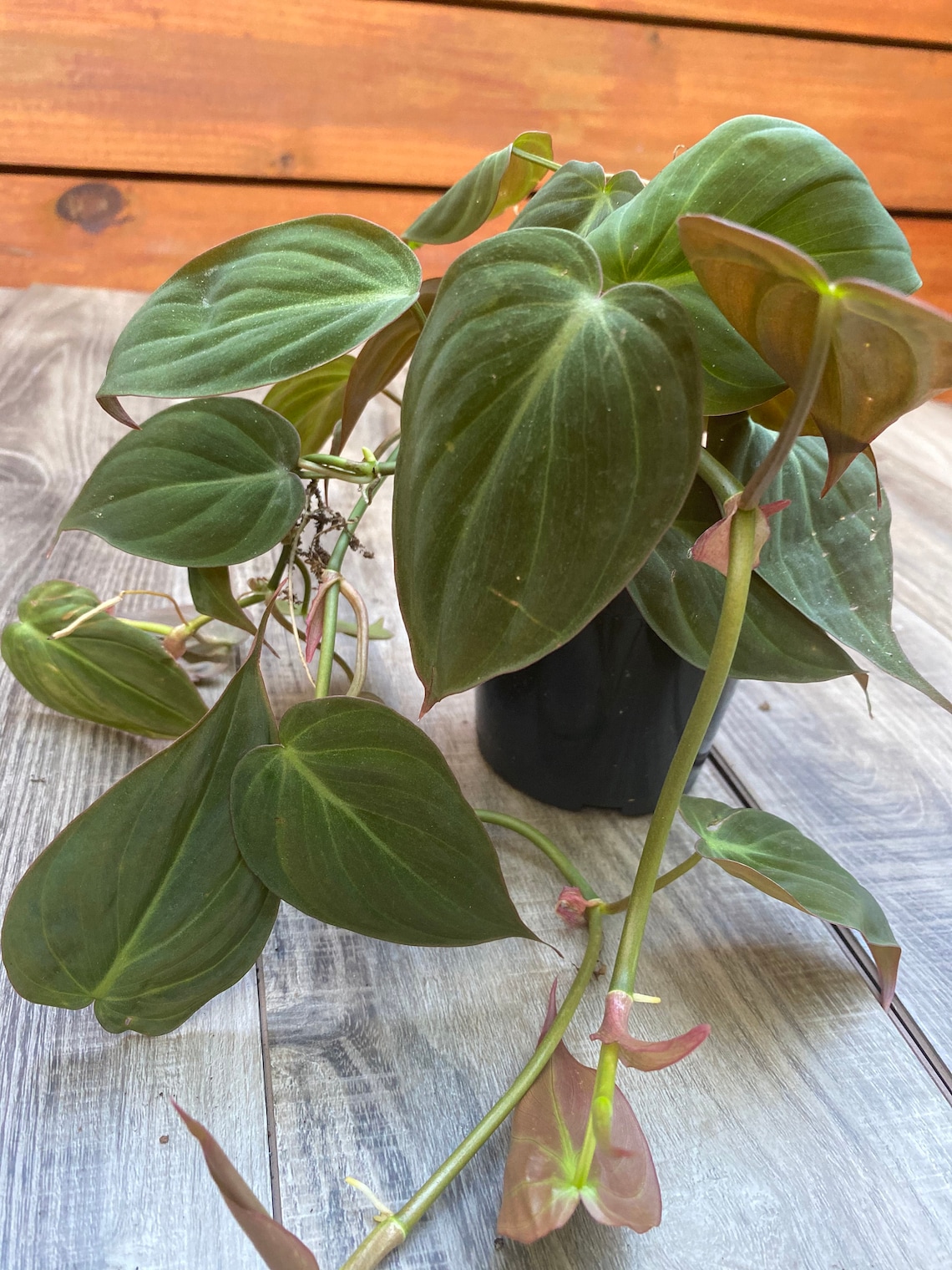 Philodendron Micans in 4pot image 0