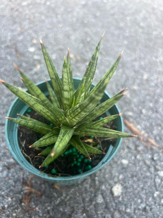 Serpentine Francisii Snake Plant - Sanseveria - 4" Pot