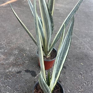 Sansevieria Bantel&#39;s Sensation 4&quot; pot