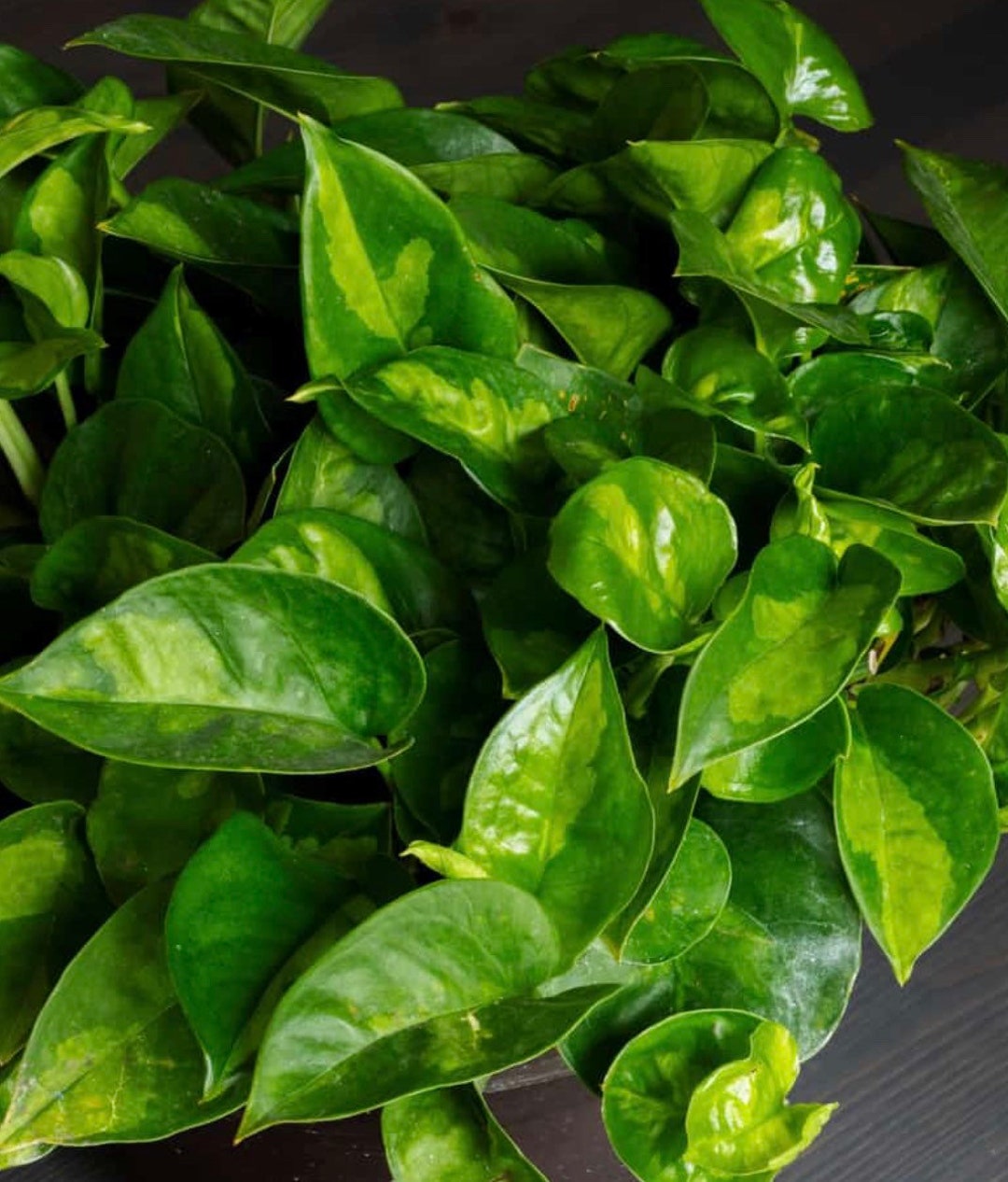 Epipremnum Aureum 'global Green in 6" Pot - Etsy