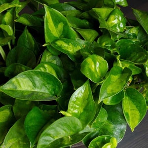 Epipremnum Aureum 'Global Green in 6 pot image 1