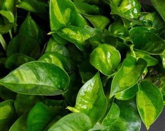 Epipremnum Aureum 'Global Green in 6" pot