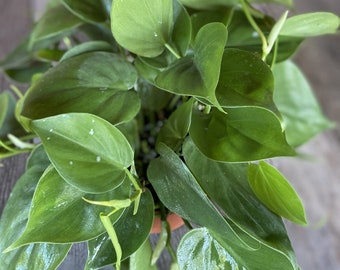 Philodendron cordatum “heartleaf”- live house plant-,trailing , vining plant in 6" inches pot