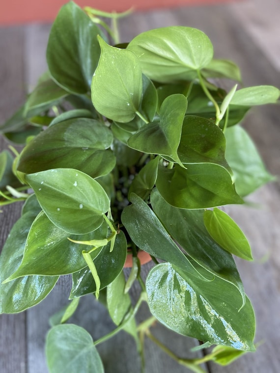 Philodendron Cordatum heartleaf- Live House Plant-,trailing , Vining  Plant in 6" Inches Pot - Etsy Israel