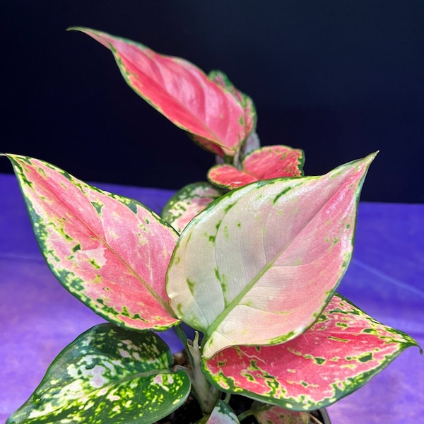 Voeux d'Aglaonema dans un pot de 4 po.