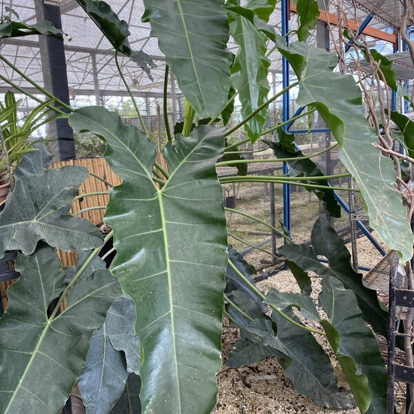 Thaumatophyllum stenolobum, Philodendron stenolobum in 6" pot