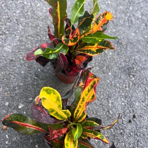 May include: Two potted plants with vibrant foliage. The leaves are a mix of green, yellow, red, and orange. The plants are in small brown pots.