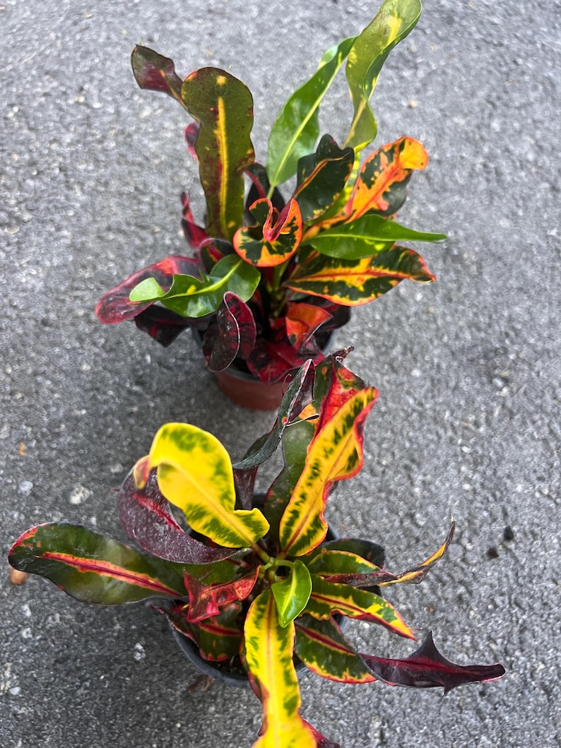 May include: Two potted plants with vibrant foliage. The leaves are a mix of green, yellow, red, and orange. The plants are in small brown pots.