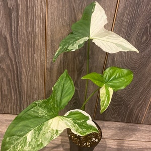 Syngonium Podophyllum Albo-Variegatum in 4&quot; Pot
