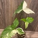 Syngonium Podophyllum Albo-Variegatum in 5' Pot 