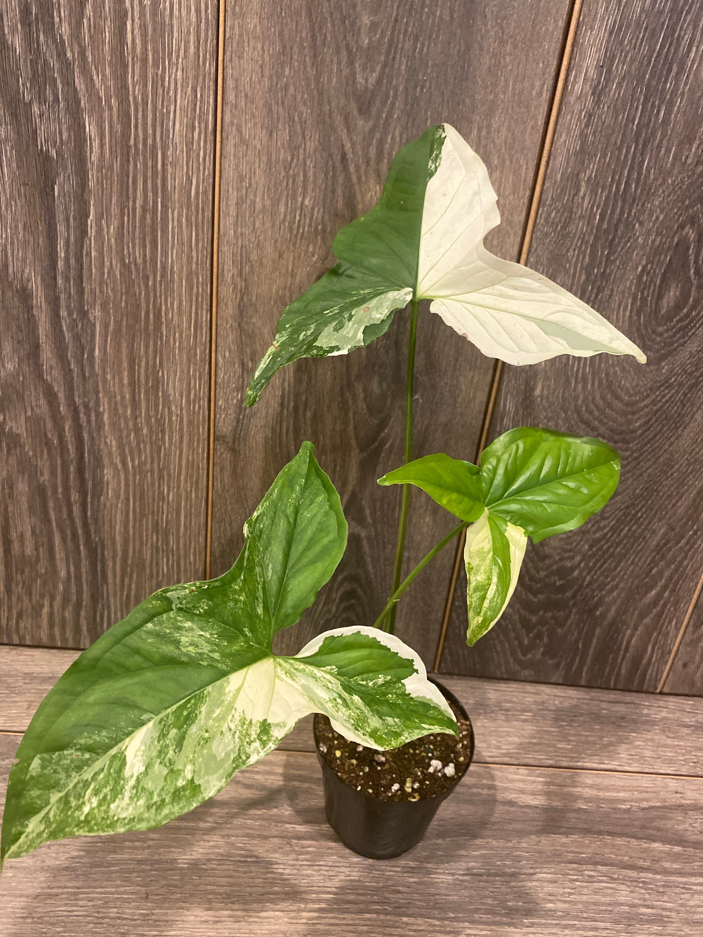 Syngonium Podophyllum Albo Variegata - Etsy