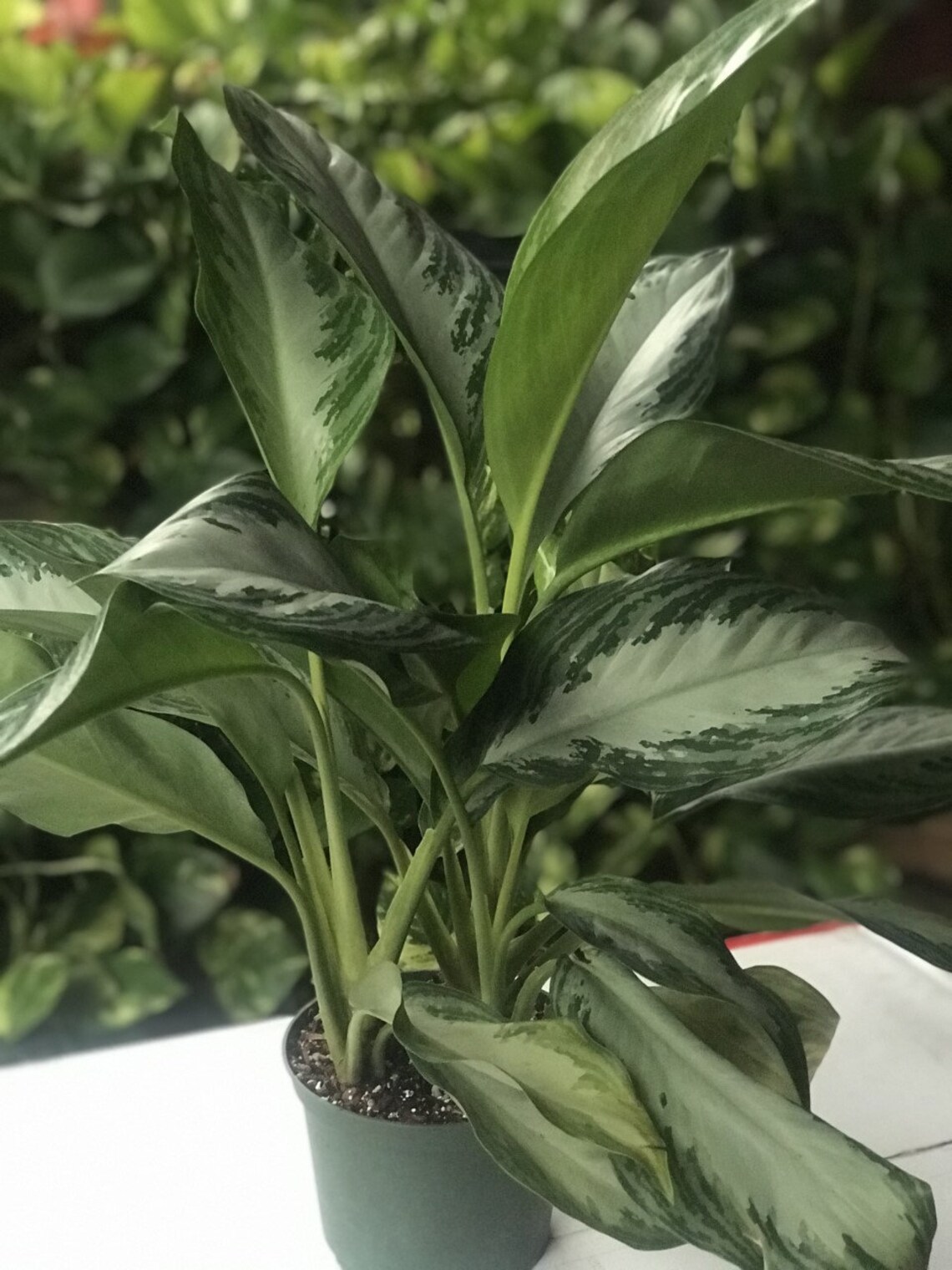 Aglaonema Silver Bay 6 Aglaonema Etsy