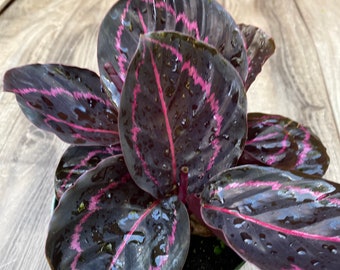 Calathea Dottie in 6" pot, live plant,