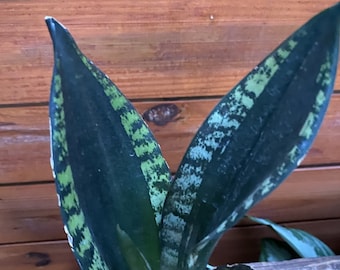 Sansevieria Whitney, Sansevieria Silver Flame, in 6" Inches pot, Mother in law