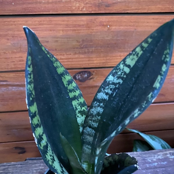 Sansevieria Whitney, Sansevieria Silver Flame, in 6" Inches pot, Mother in law
