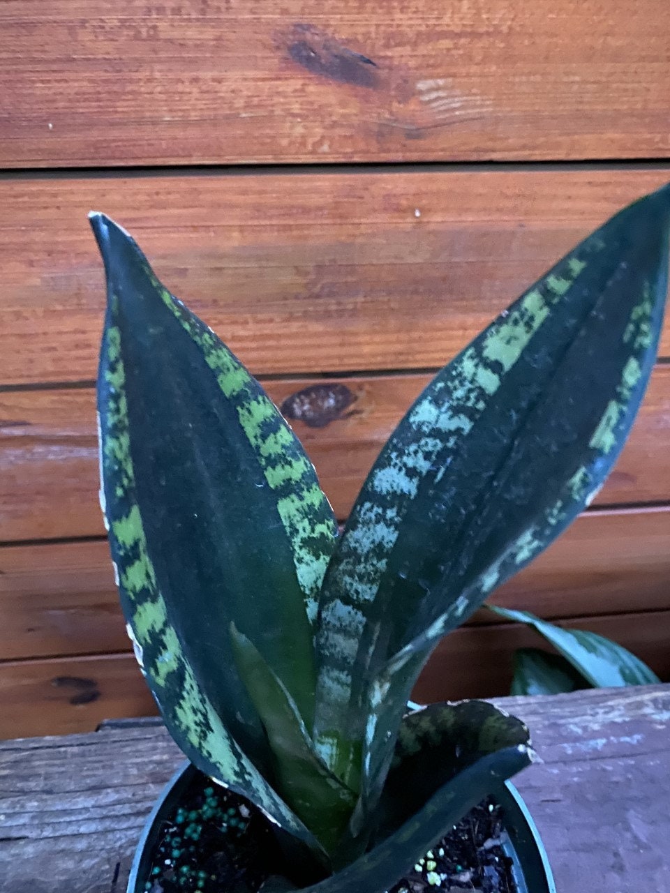 Sansevieria Whitney Sansevieria Silver Flame In 6 Etsy Singapore