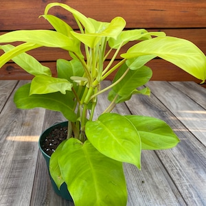 Philodendron Golden Goddess 6 pot or 8 pot image 5