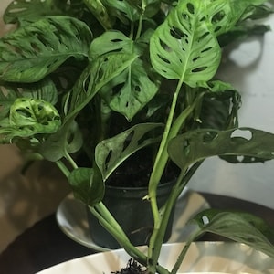 Monstera adansonii, One or Two Well Rooted starter plants, cuttings
