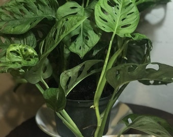 Monstera adansonii, One or Two Well Rooted starter plants, cuttings