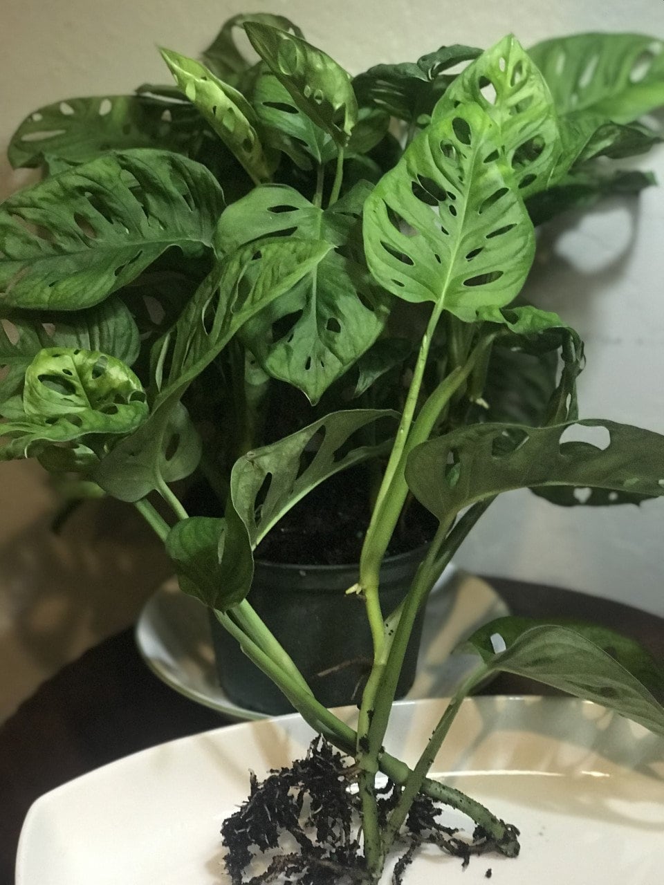 Monstera Adansonii, One or Two Well Rooted Starter Plants, Cuttings - Etsy