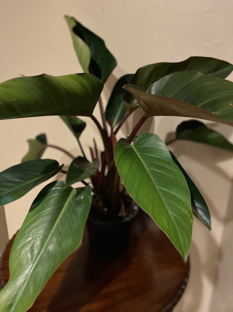 TropicalplantsFL Philodendron Rojo Congo - Thumbnail 2