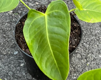 Anthurium veitchii ,king anthurium-in 5" Pot