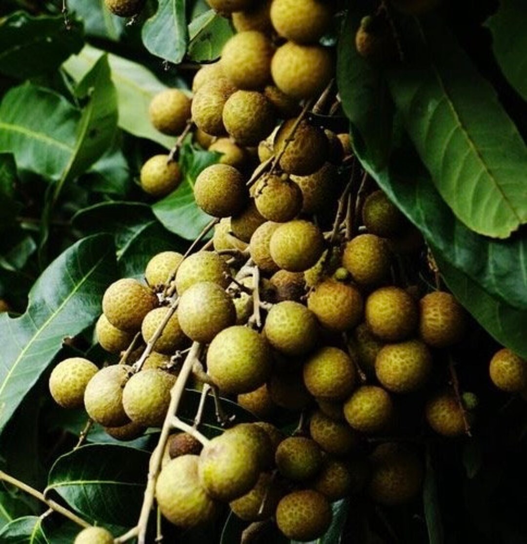 Kohala Longan in 10