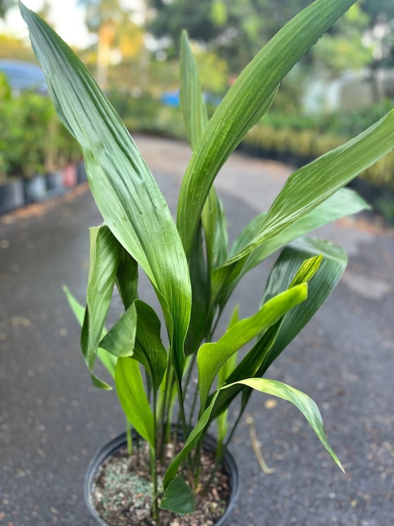 sansevieria laurentii bogenhanf Sansevieria trifasciata Laurentii Bogenhanf bessere Raumluft Zimmerpfl –  Blumen-Senf® main image 0
