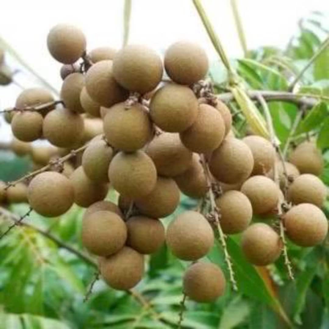 Large Kohala Longan in 1/2 Gallon Pot, Air Layered, Lengkeng ...