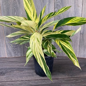 May include: A potted plant with long, variegated leaves in shades of green and yellow. The plant is in a black pot, set against a gray wooden background. The leaves have a striped pattern.