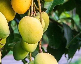 Kesar Mango Tree, grafted in 3 gallons pot