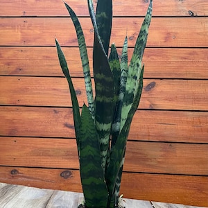 May include: A green snake plant with dark green and light green stripes in a green plastic pot. The plant is in front of a wooden wall.