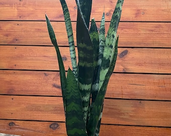 Large Sansevieria Black Coral in 6" pot