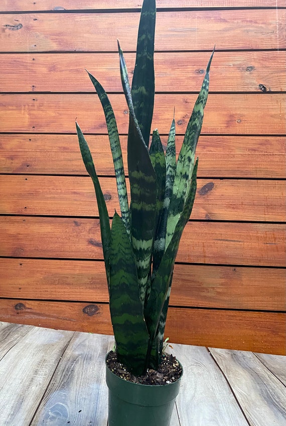 Sansevieria Black Coral in 6" Pot - Etsy