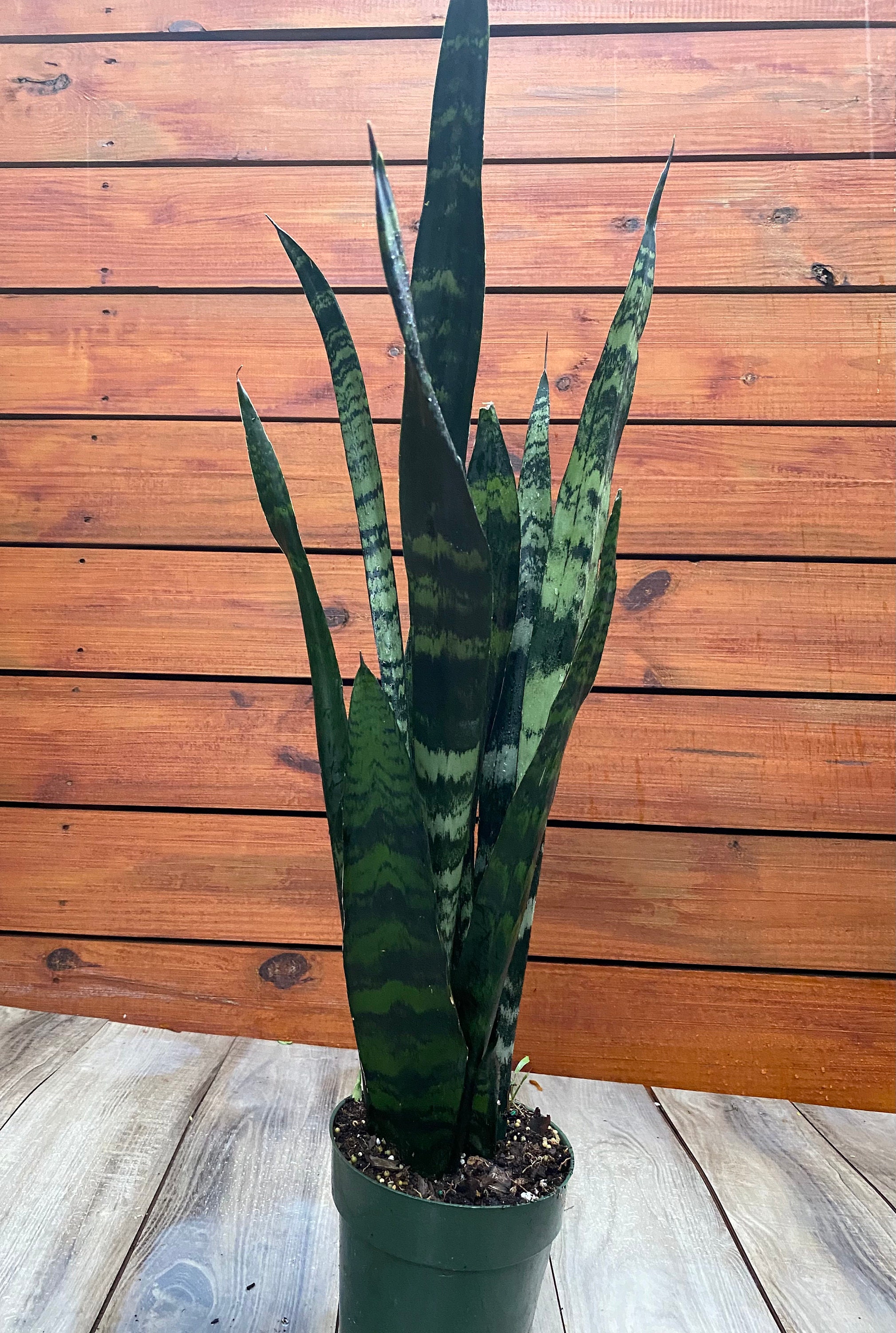 Coral Negro Sansevieria en maceta de 6"