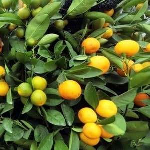Meiwa Kumquat tree, grafted,  in Half Gallon pot, Florida Shipping Only