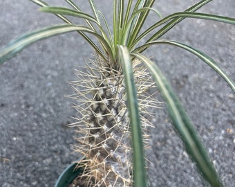 Madagascar Palm Tree  in 4" Pot Lamerei Plant,  Succulent