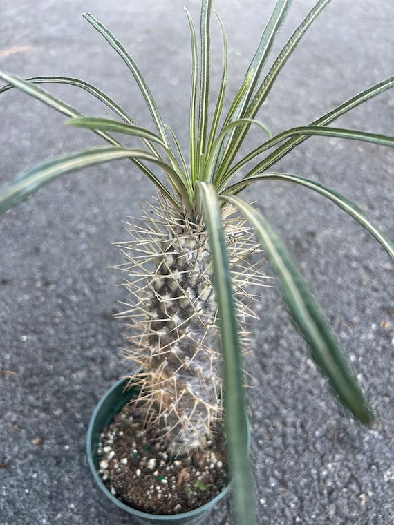 Madagascar Palm Tree in 4" Pot Lamerei Plant, Succulent - Etsy