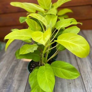 Philodendron Golden Goddess 6 pot or 8 pot image 6