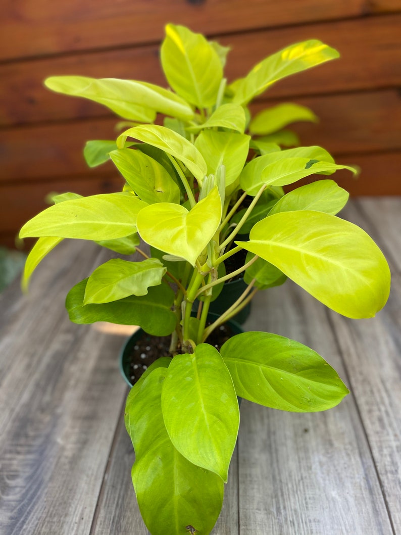 Philodendron Golden Goddess 6 pot or 8 pot image 6