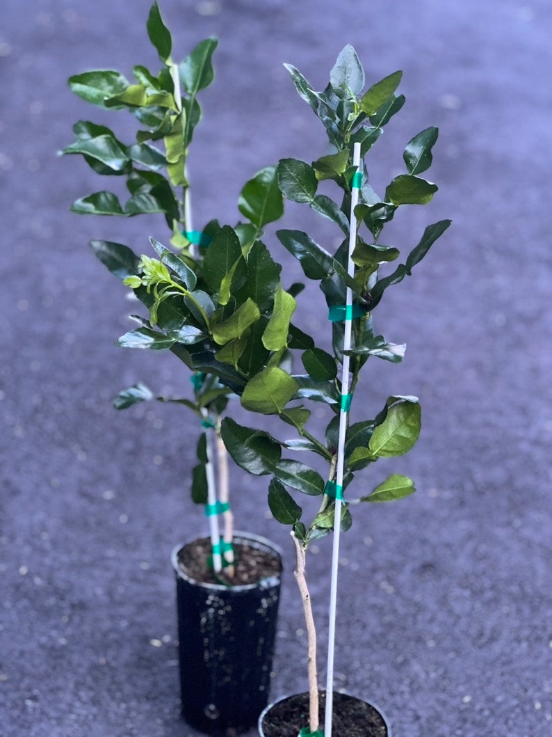 Puede incluir: Dos &aacute;rboles de lima kaffir en maceta con hojas verdes y estacas blancas. Los &aacute;rboles est&aacute;n en macetas negras con tierra marr&oacute;n.