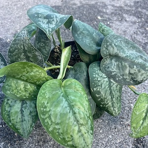 Scindapsus Mariposa - Etsy