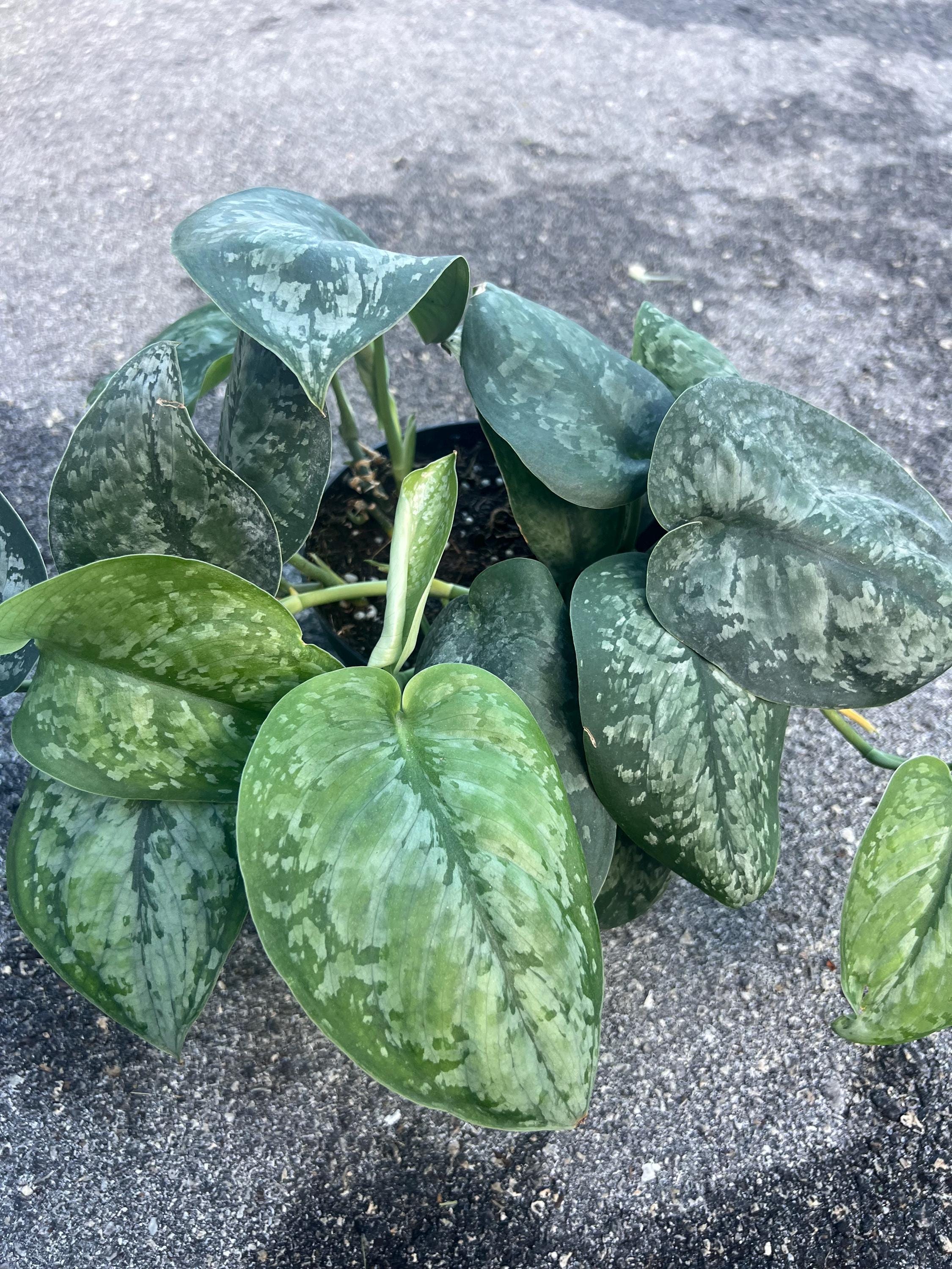 Scindapsus Mariposa - Etsy