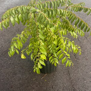 May include: A potted curry leaf plant with vibrant green leaves. The plant is in a dark green plastic pot and is set against a dark gray surface. The leaves are long and slender, with a slightly glossy appearance.