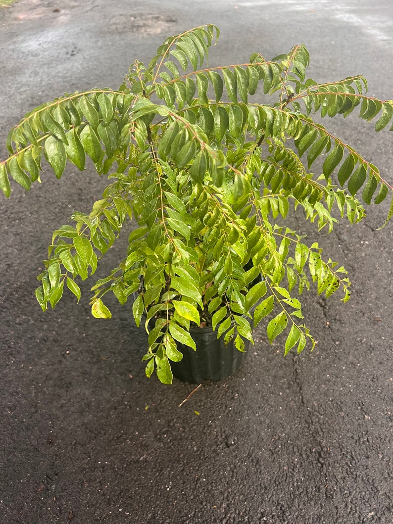 May include: A potted curry leaf plant with vibrant green leaves. The plant is in a dark green plastic pot and is set against a dark gray surface. The leaves are long and slender, with a slightly glossy appearance.