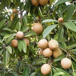 Sapodilla Alano Sugar in 3 gallons pot, Grafted, Sawo, Cheeku, Lamut