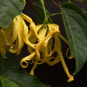 Ylang Ylang tree in 10 " Pot, Cananga Odorata