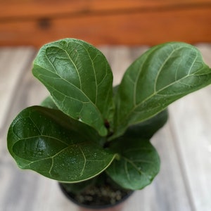 May include: A potted fiddle leaf fig plant with large, dark green leaves. The plant is in a brown pot with black soil.